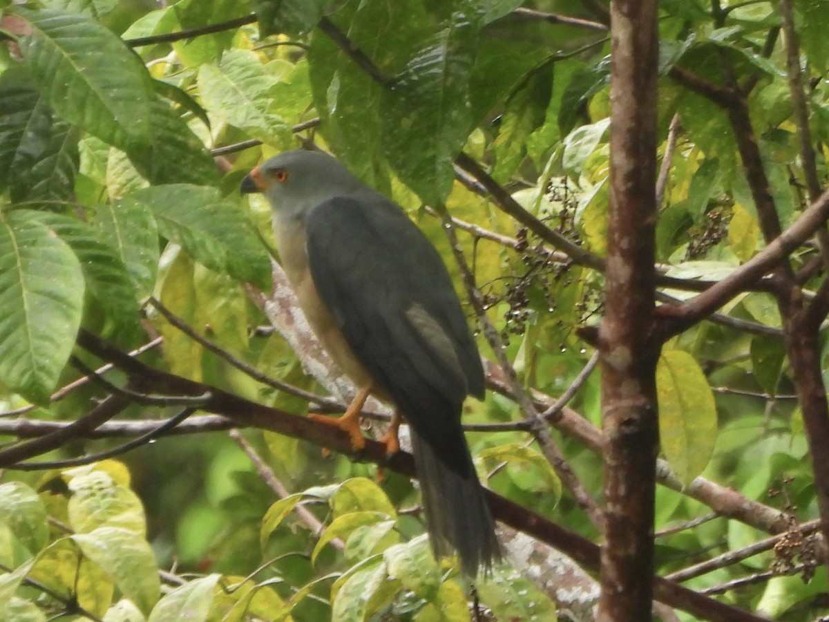 protevshauk (hiogaster gr.) - ML645421150