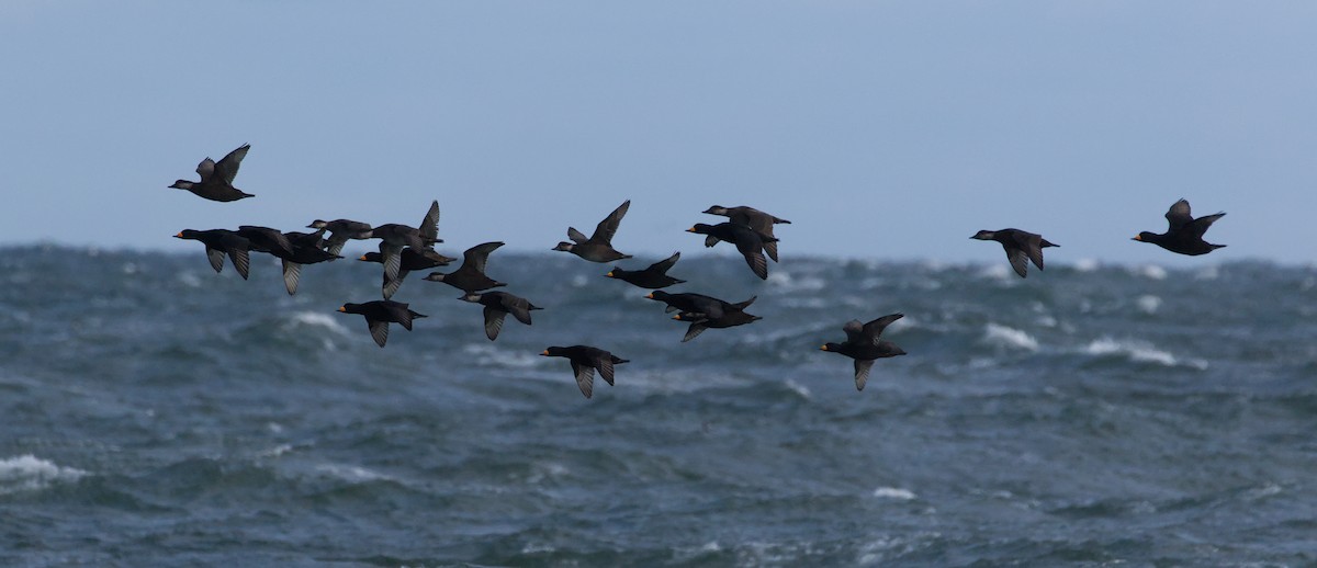 Black Scoter - ML645421159