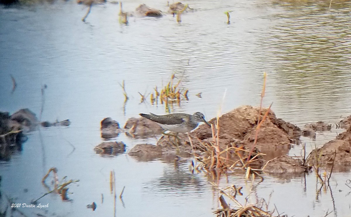 Solitary Sandpiper - ML645421164
