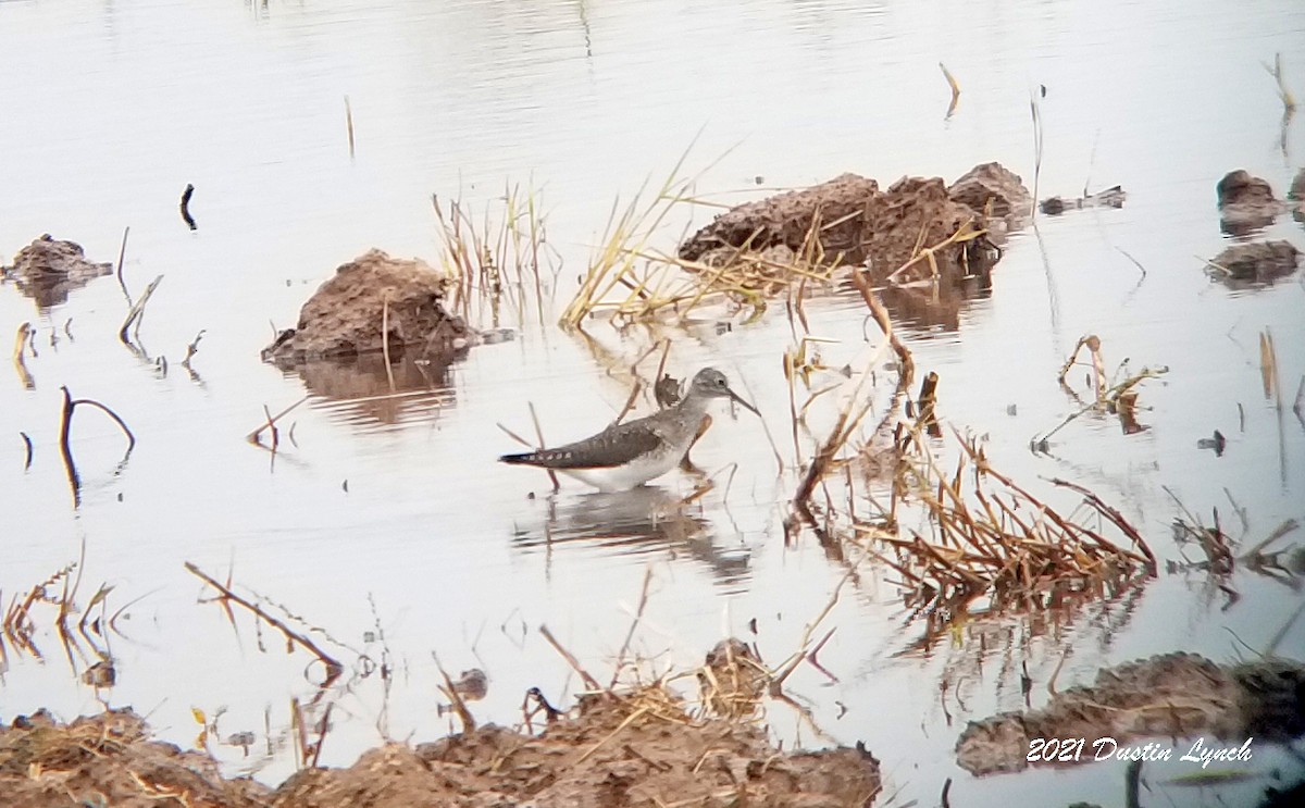 Solitary Sandpiper - ML645421165