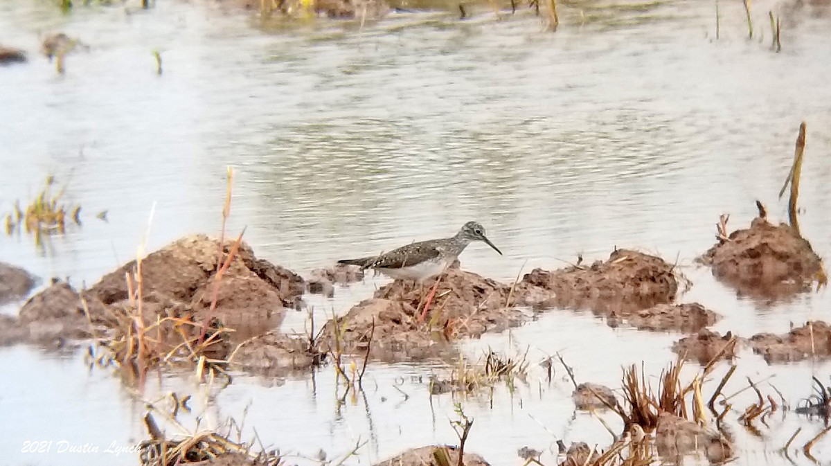 コシグロクサシギ - ML645421166