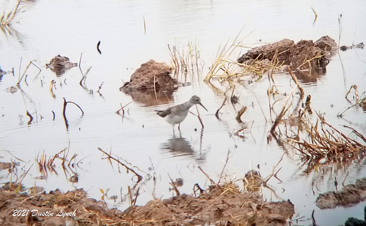 Solitary Sandpiper - ML645421167