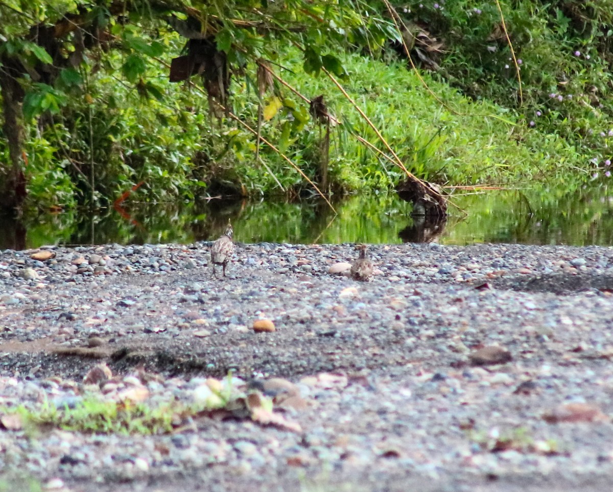 sørkrattvaktel - ML645421168