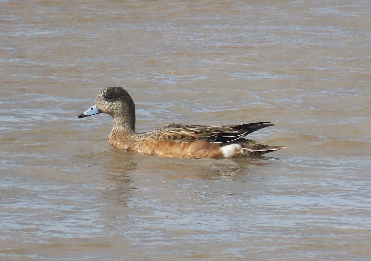 Silbón Americano - ML645421178