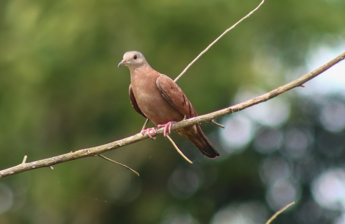 Коричневая земляная горлица - ML645421179