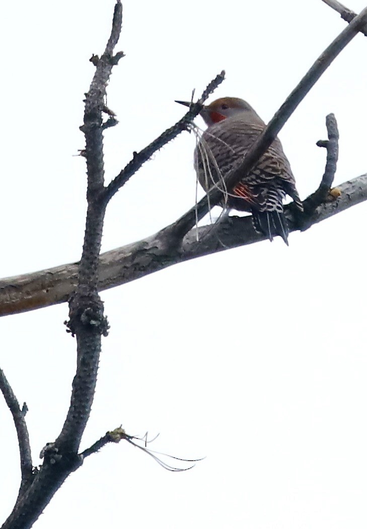 Northern Flicker - ML645421182