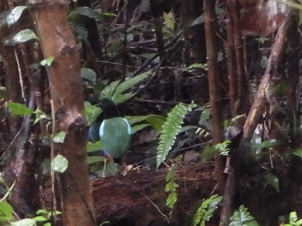 blåflankepitta - ML645421192