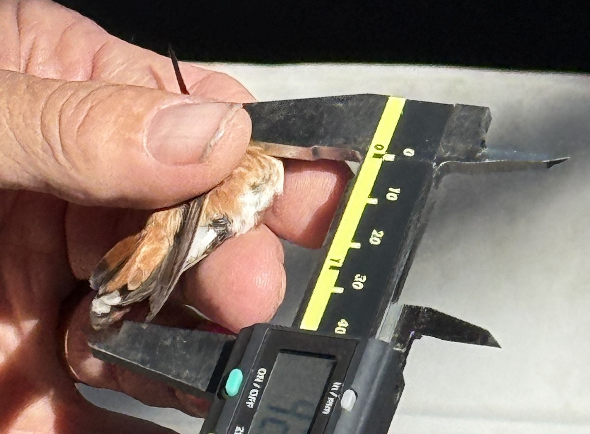 Rufous Hummingbird - ML645421193