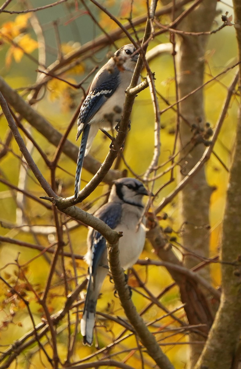 Blue Jay - ML645421196