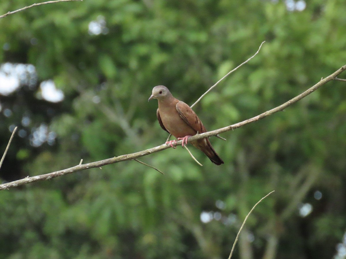 Коричневая земляная горлица - ML645421201