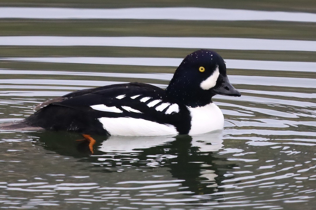 Murgilari islandiarra - ML645421209