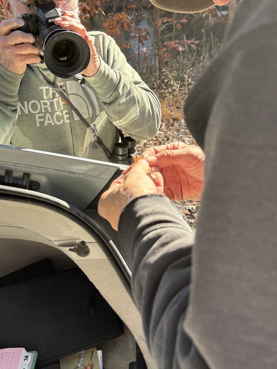 Rufous Hummingbird - ML645421211