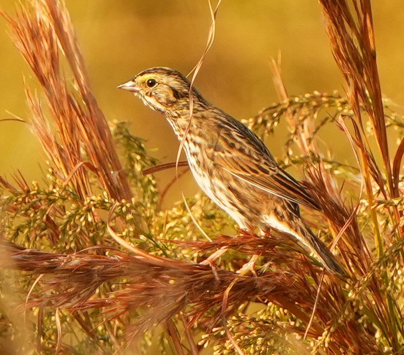 Пасовник савановий - ML645421214