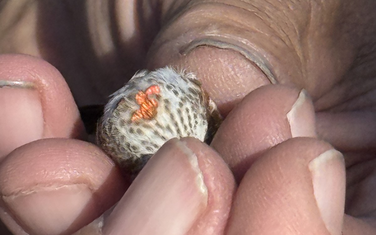 Rufous Hummingbird - ML645421223