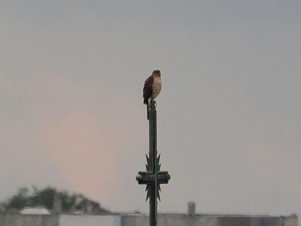 Cooper's Hawk - ML645421224
