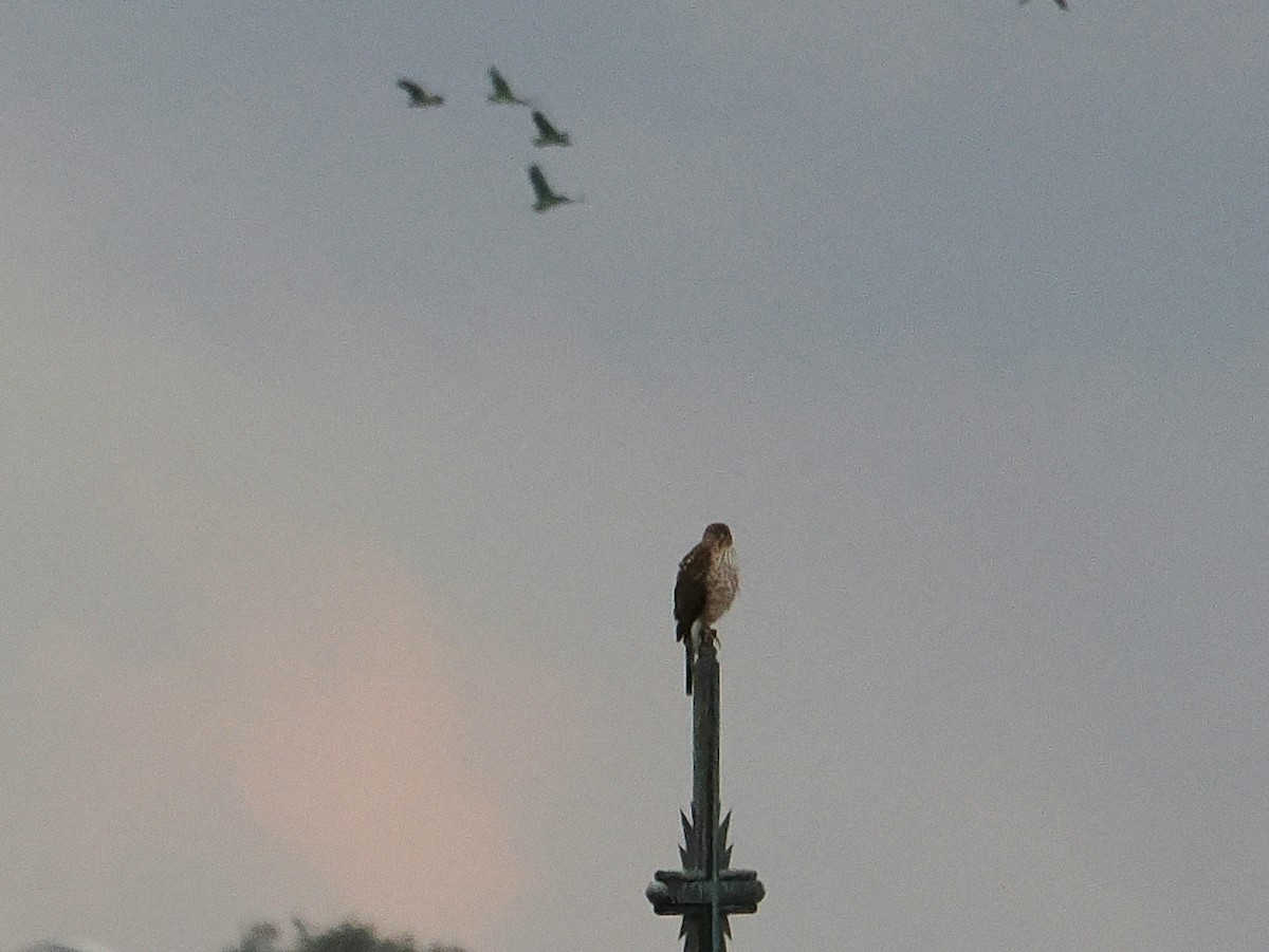 Cooper's Hawk - ML645421225