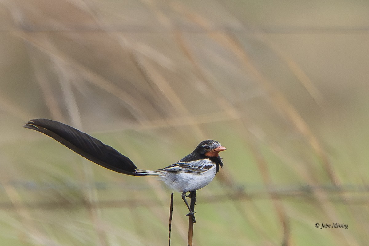 Strange-tailed Tyrant - ML645421229