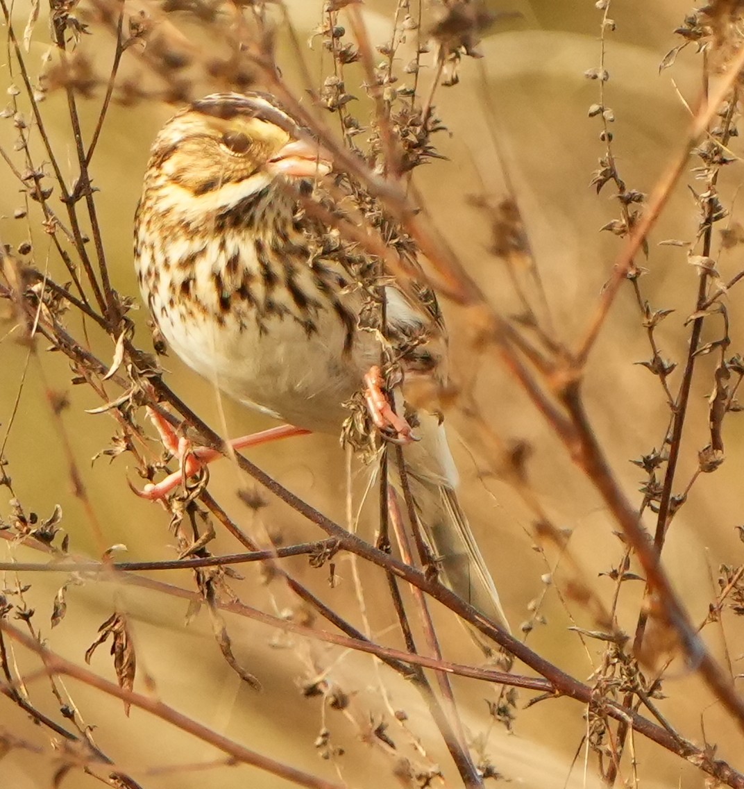 Пасовник савановий - ML645421232