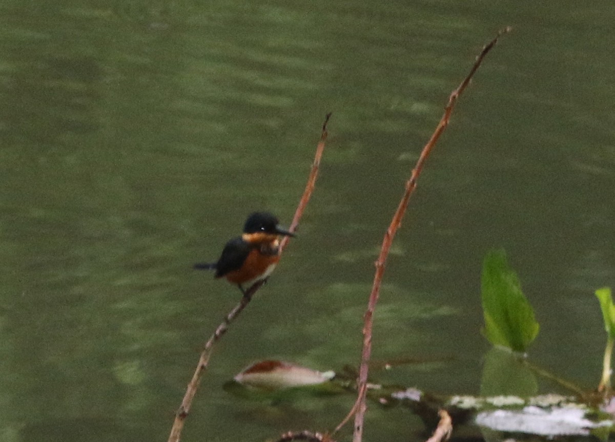 American Pygmy Kingfisher - ML645421233