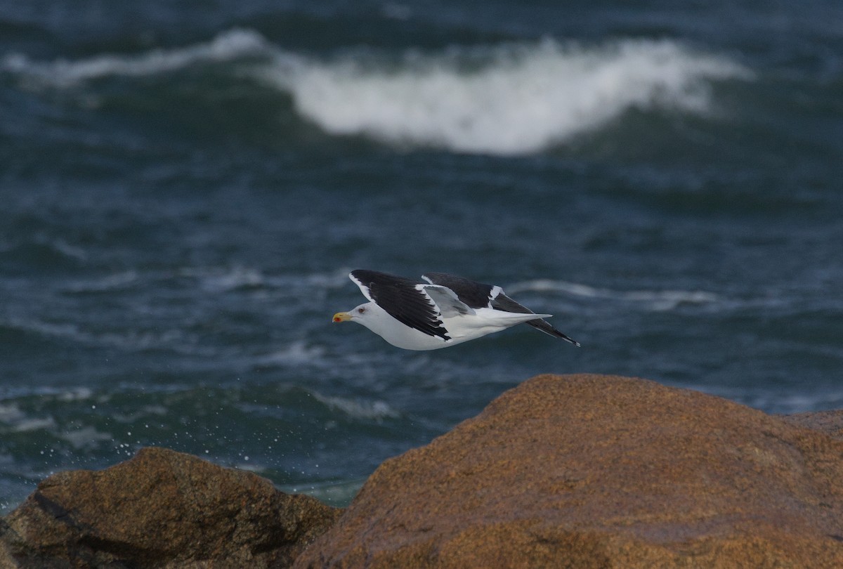 Great Black-backed Gull - ML645421237