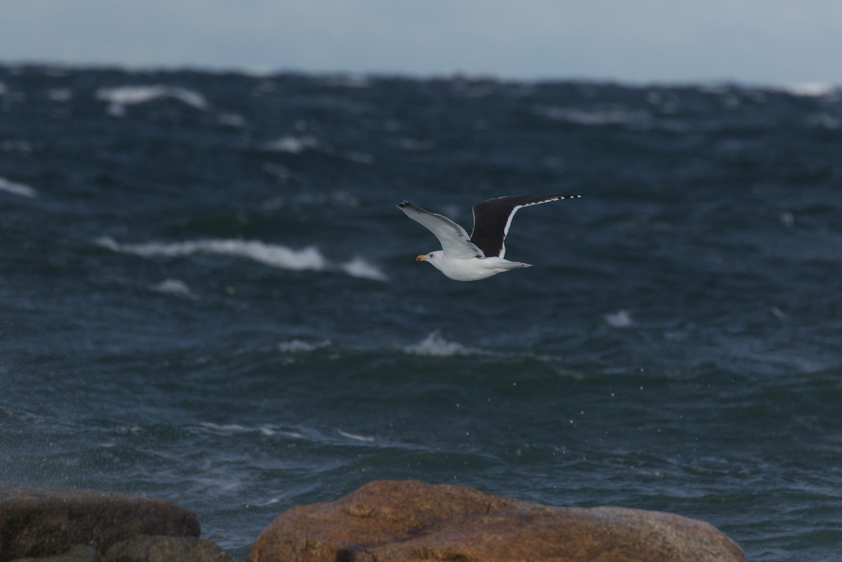Great Black-backed Gull - ML645421238