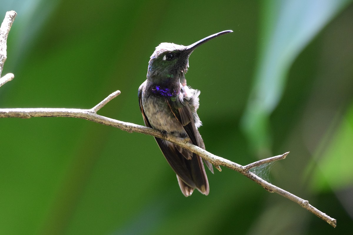 Violet-chested Hummingbird - ML645421239