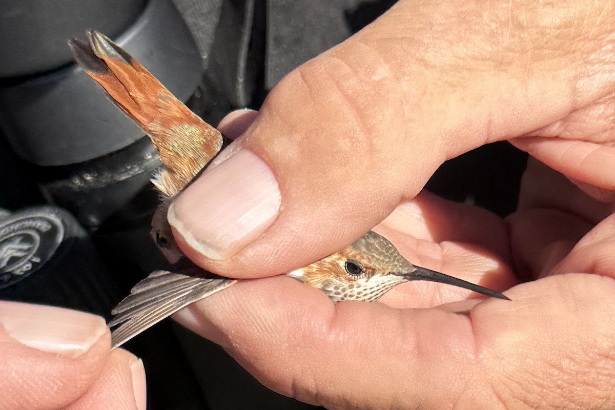 Rufous Hummingbird - ML645421241