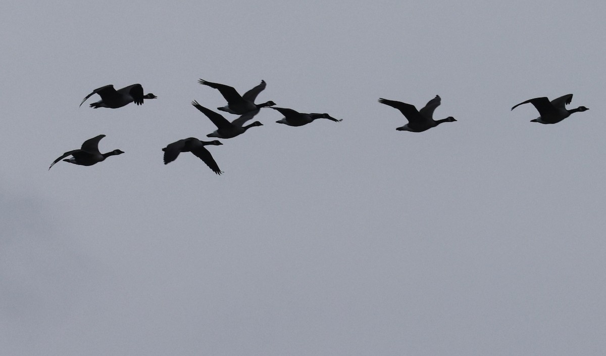 Canada Goose - ML645421244