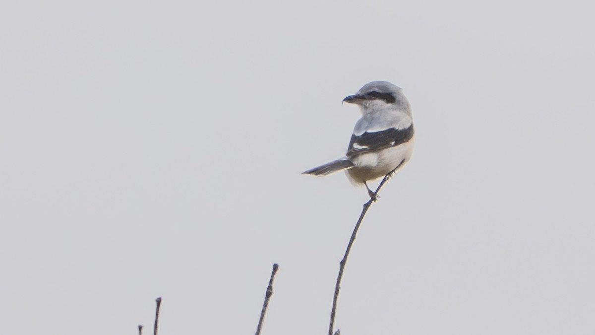 ťuhýk severní - ML645421245