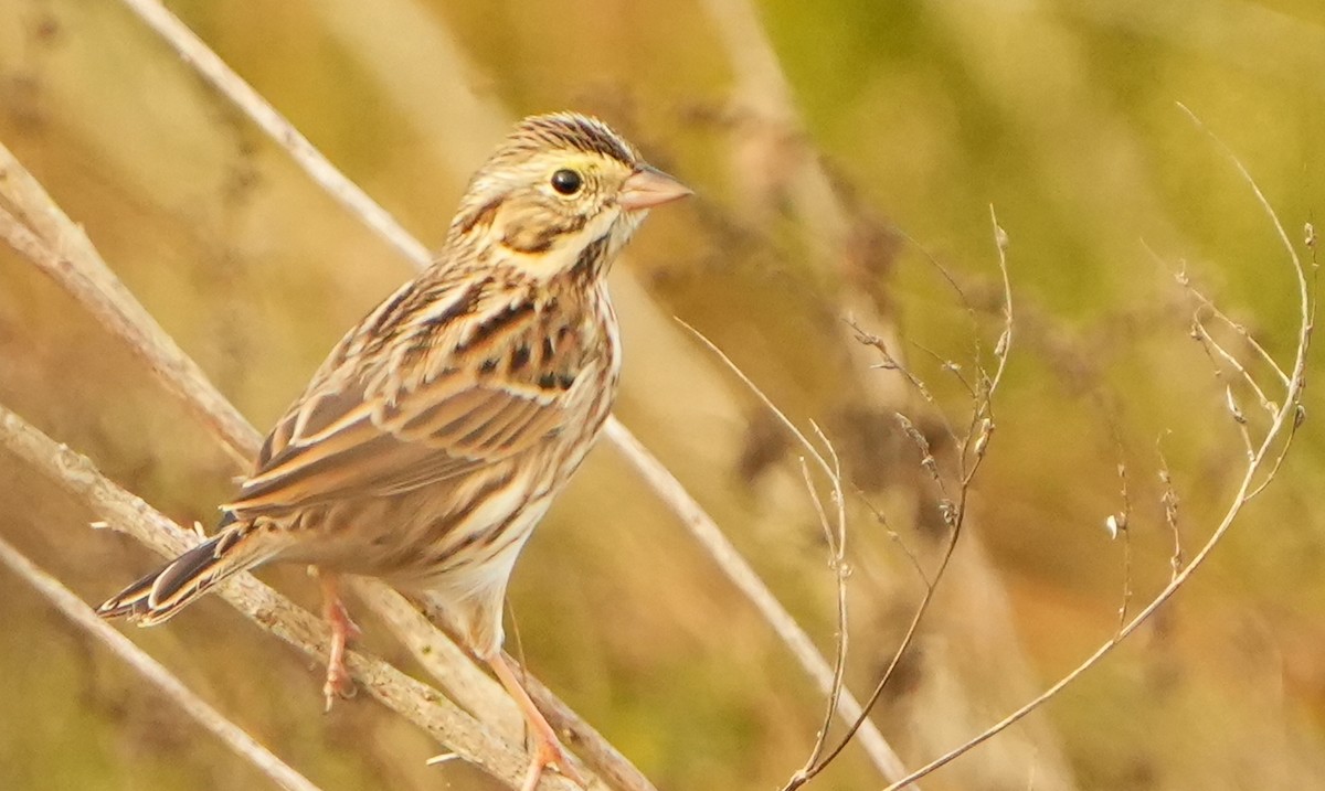Пасовник савановий - ML645421246