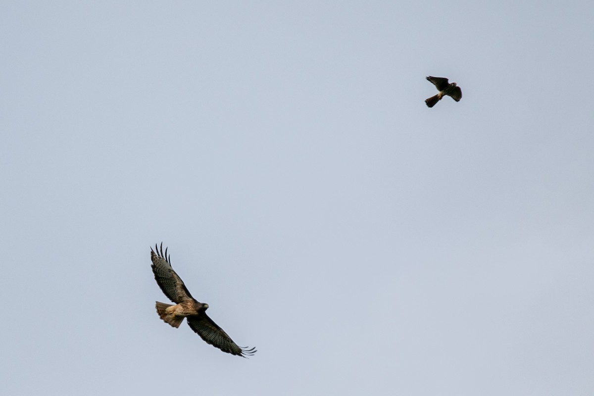 Red-tailed Hawk - ML645421250