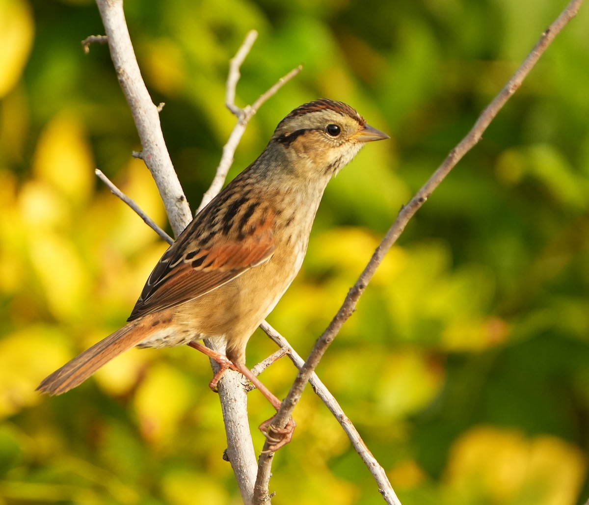 Bruant des marais - ML645421255