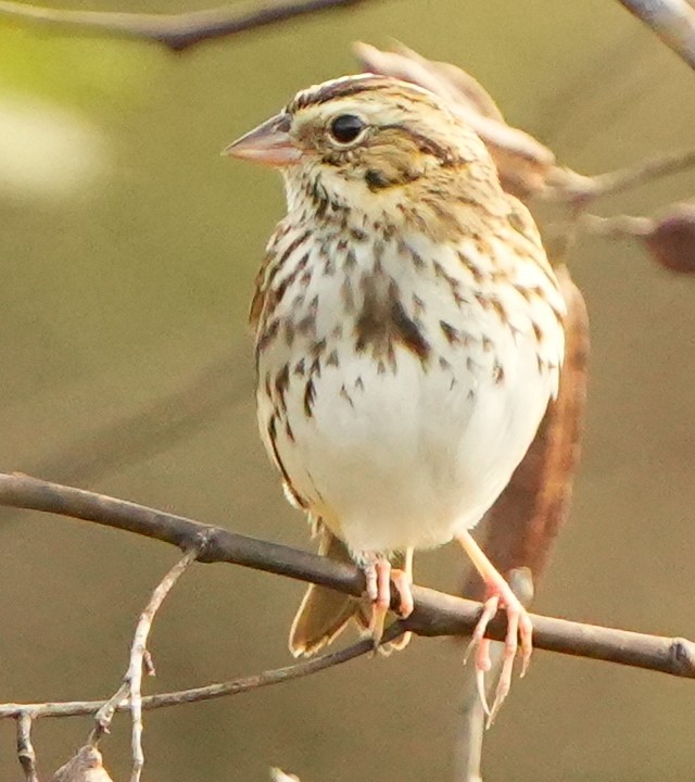 Пасовник савановий - ML645421262