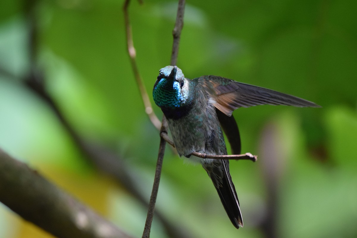 Violet-chested Hummingbird - ML645421272