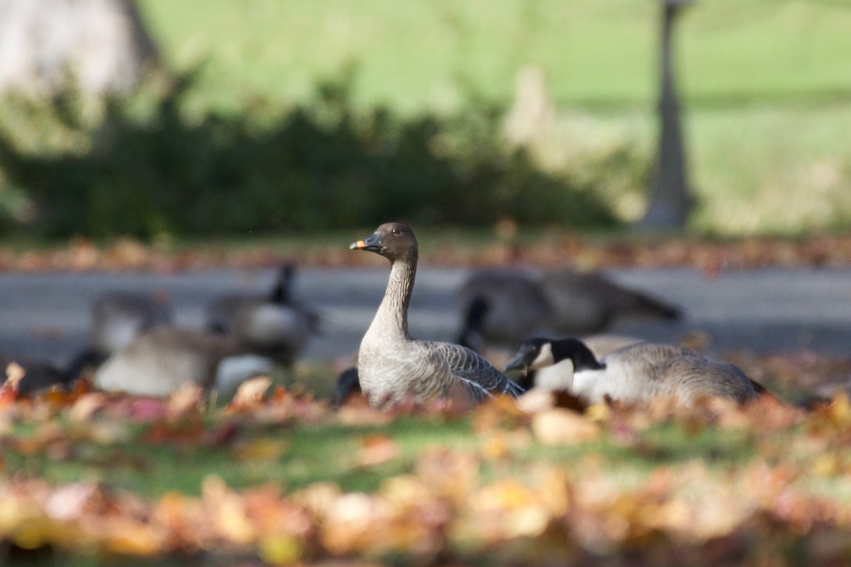 Tundra Bean-Goose - ML645421278