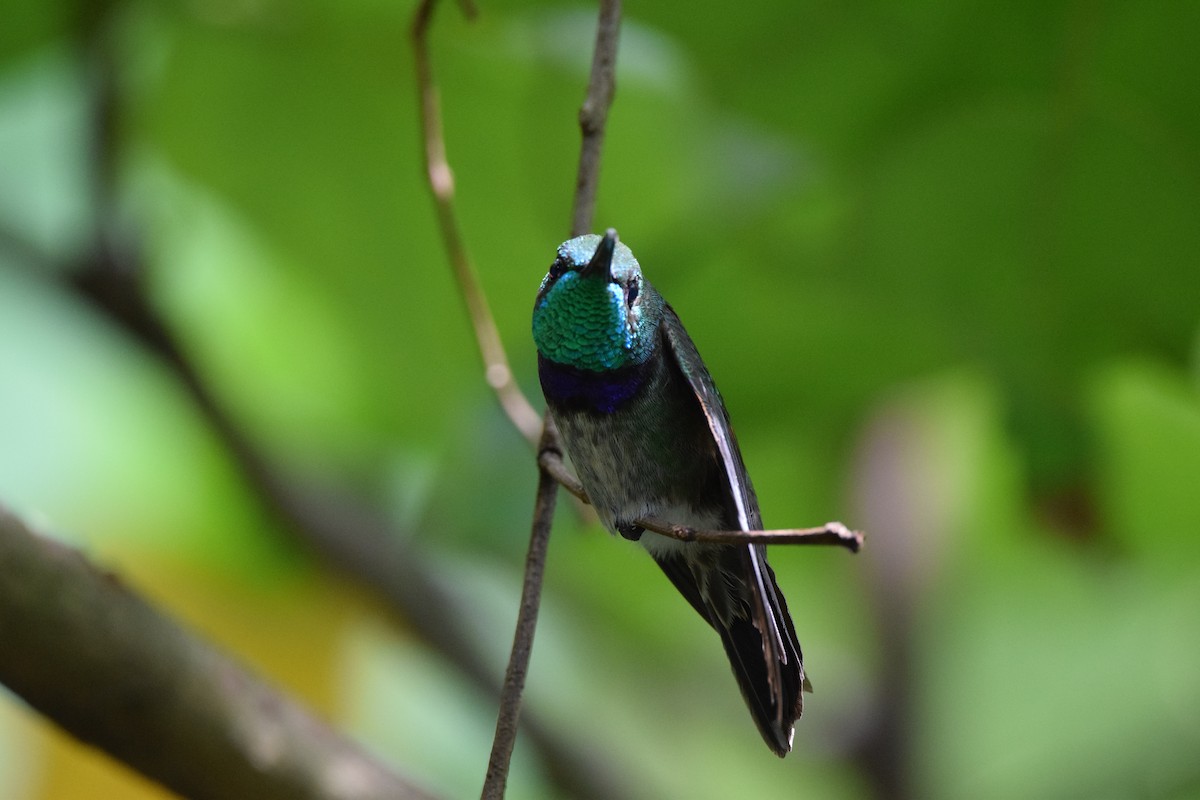 Violet-chested Hummingbird - ML645421280