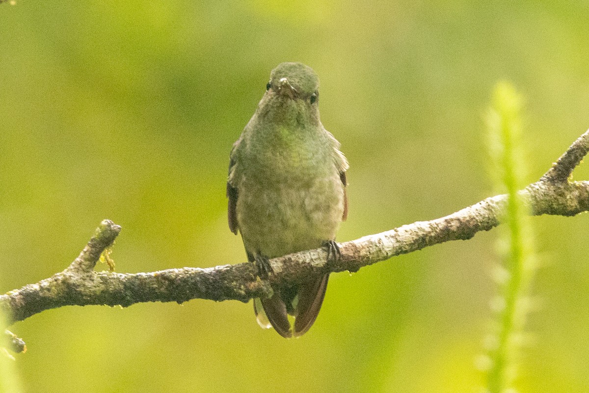 Schuppenbrustkolibri - ML645421293