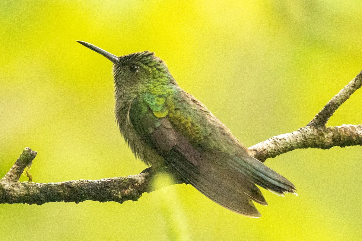 Schuppenbrustkolibri - ML645421294