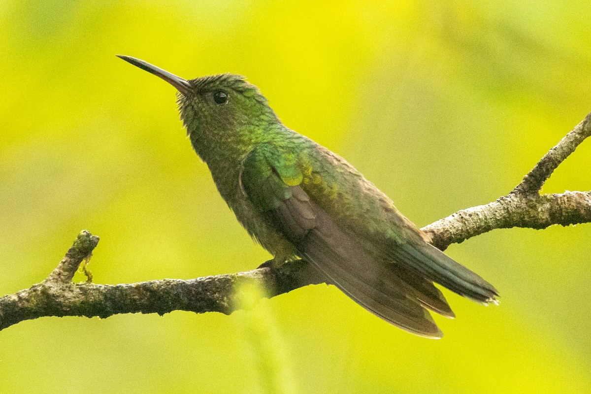 Schuppenbrustkolibri - ML645421295