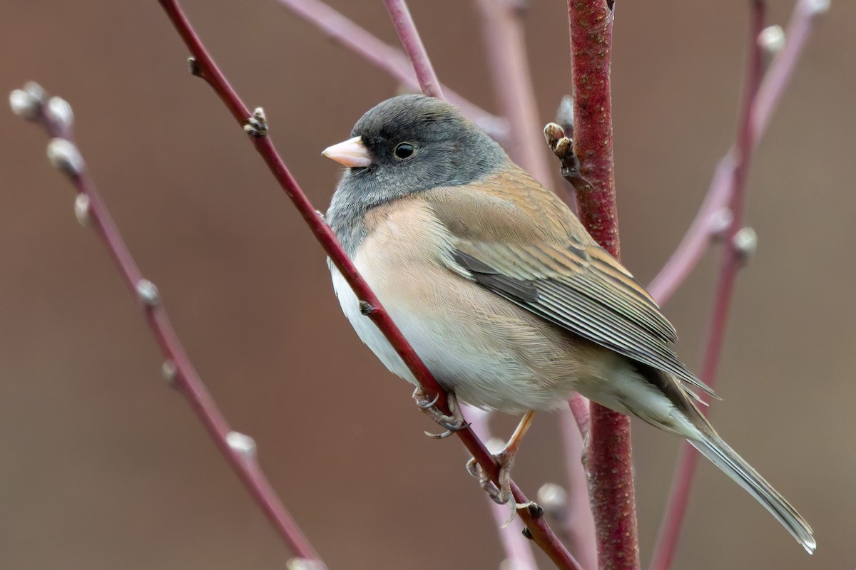 Dark-eyed Junco (Oregon) - ML645421297