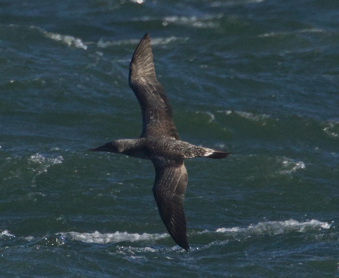 Northern Gannet - ML645421315