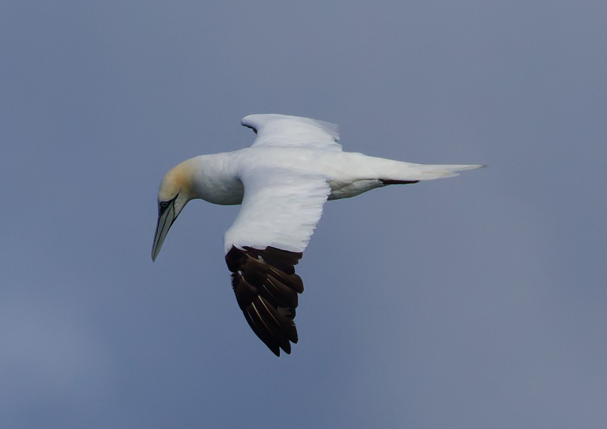 Northern Gannet - ML645421316