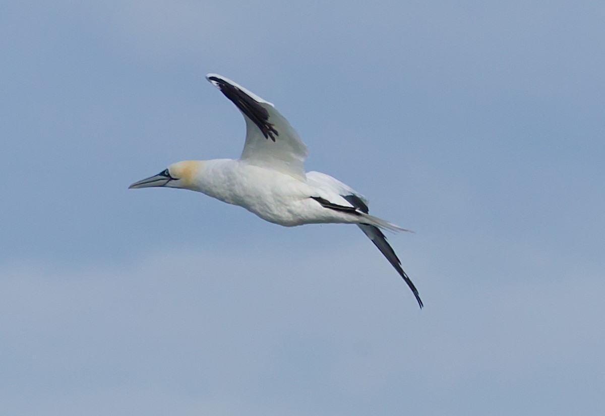 Northern Gannet - ML645421317