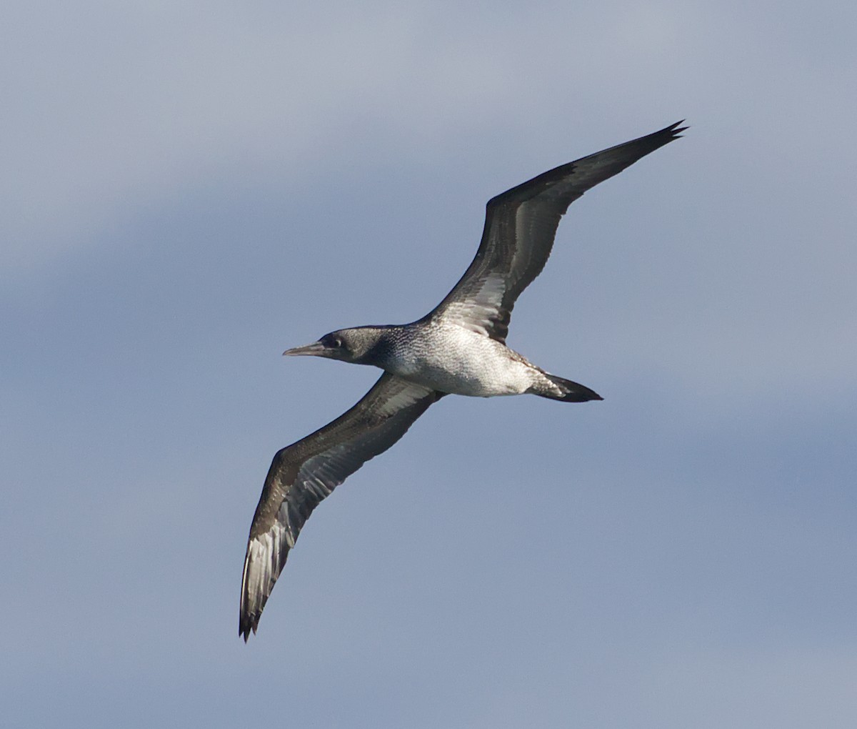 Northern Gannet - ML645421318
