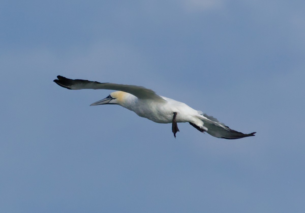 Northern Gannet - ML645421319