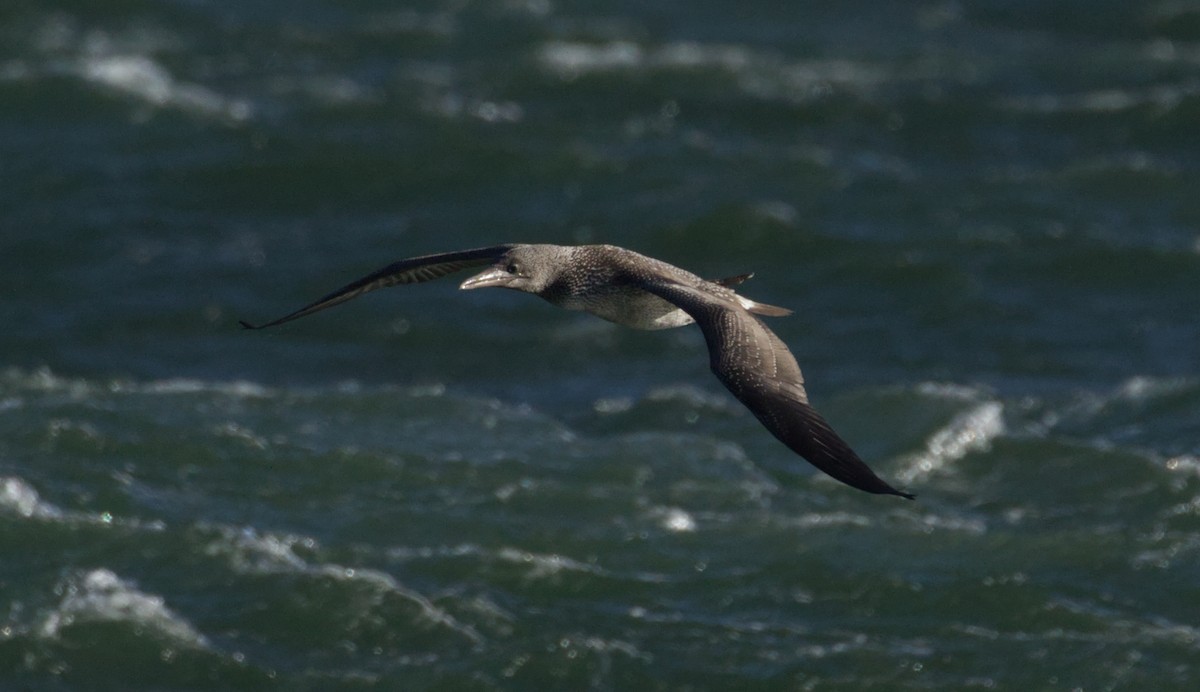 Northern Gannet - ML645421320
