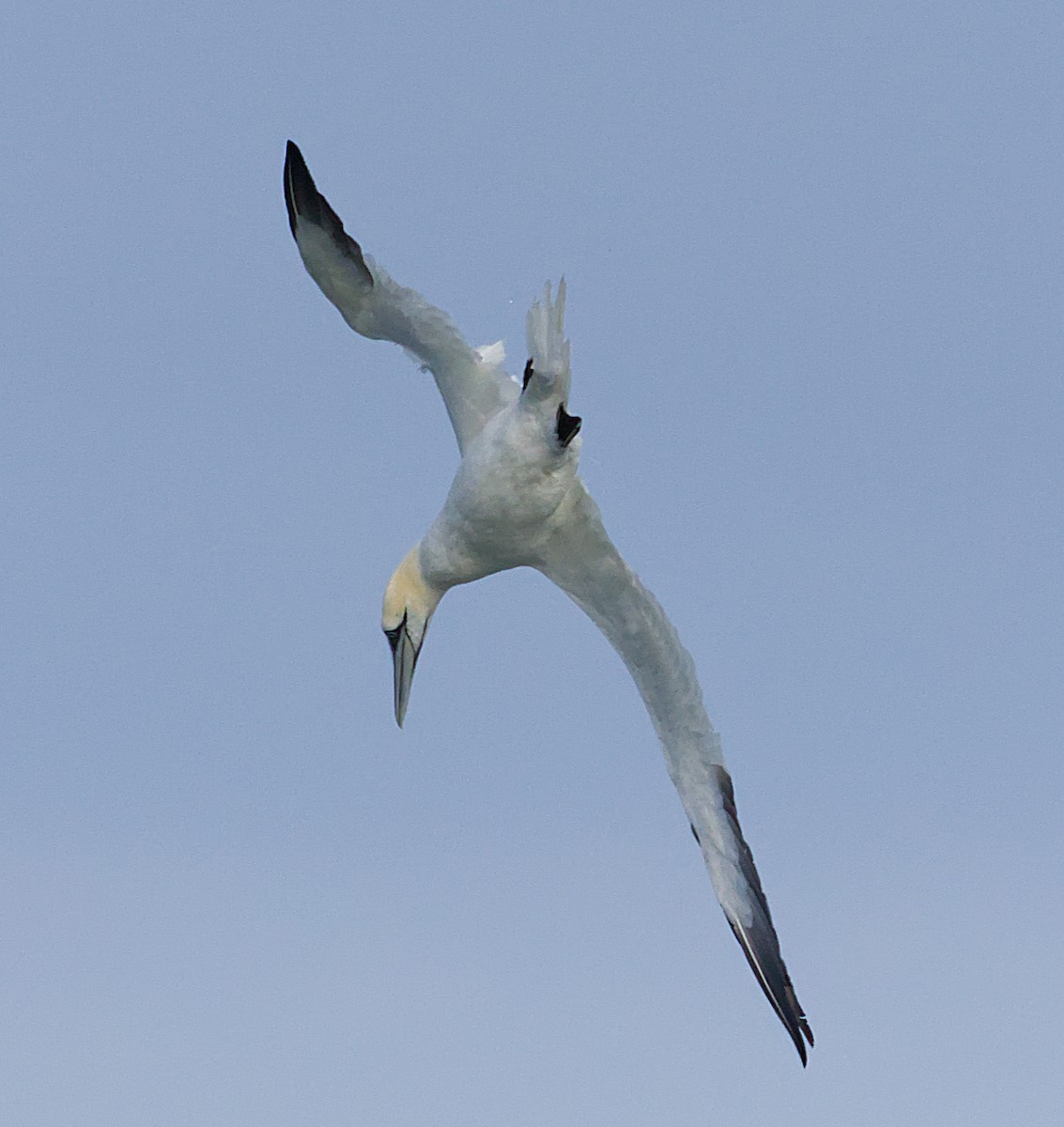 Northern Gannet - ML645421321