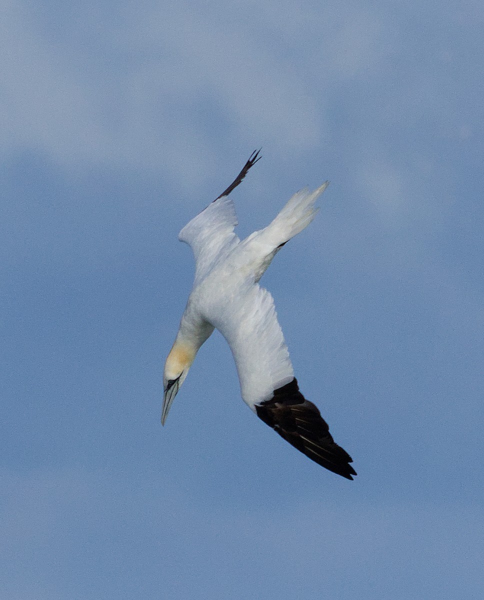 Northern Gannet - ML645421322