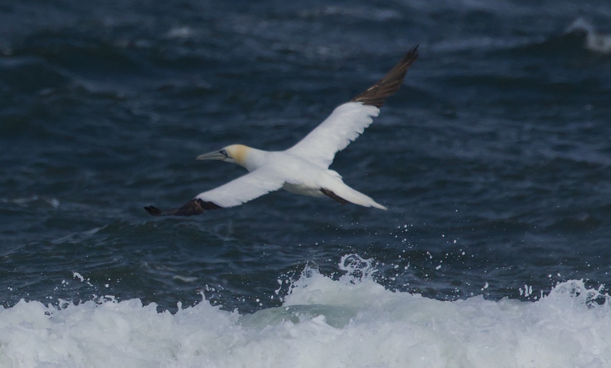Northern Gannet - ML645421323