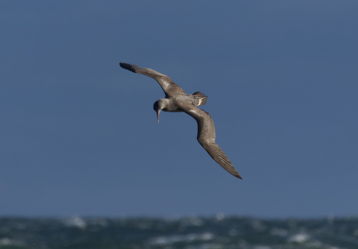 Northern Gannet - ML645421324